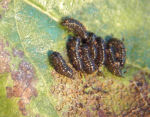 Små, mørke larver af ellebladbille.