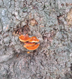Gul fløjsfod (Flammulina velutipes) er frostbestandig og en af de få hatsvampe, som ses om vinteren.