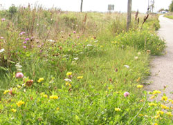 Blomstrende grøftekant