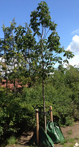 Hestekastanje Aesculus carnea 'Briotii' i allé