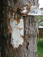 Honningsvampens hvide mycelium under bark