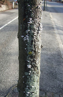 Kløvblad på vejtræ (lind) med død bark