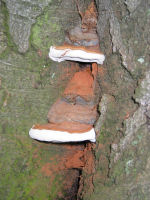 Lakporesvampe har brune oversider, hvide kanter og poreflader, brune sporer (kakaodrys) 
