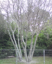 Træ med hvidt spind