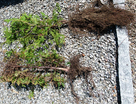 Nederst en ca 25 år gammel hækplante med symptomer, øverst en ung hækplante sat året før.