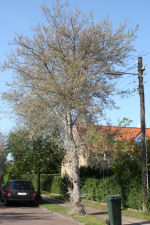 Afløvet hæg med spind på grene og stamme.