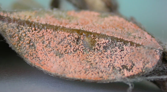 Lyserøde spreruder af Vulotella buxi. Foto Venche Talgø, Bioforsk