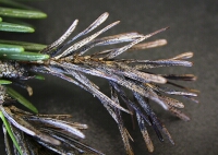 Visne nåle med sorte frugtlegemer af ædelgransortprik