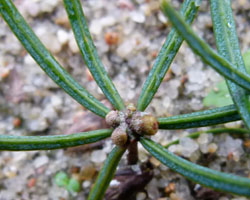 Unormale knopper på nordmannsgran kimplante