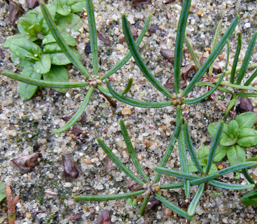 Kimplanter med unormale knopper i oktober