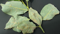 Gul skålrust på undersiden af seljepil blade