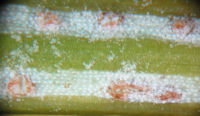Æcidier af seljepilrust på undersiden af nordmannsgran nåle