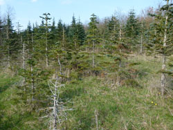 Syg klippeædelgran (Abies lasiocarpa) kultur