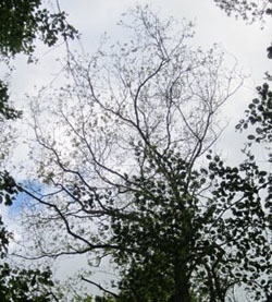 Næsten afløvet egetræ på Midtsjælland juni 2012