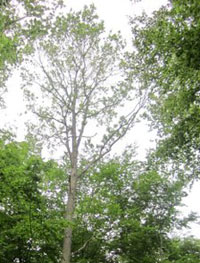 Dårligt beløvet egetræ på Midtsjælland juni 2012