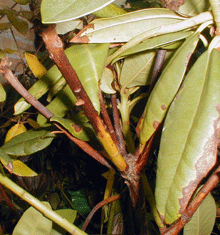 Phytophthora symptomer rhododendron Foto: Henrik Jørskov Hansen, Fødevarestyrelsen