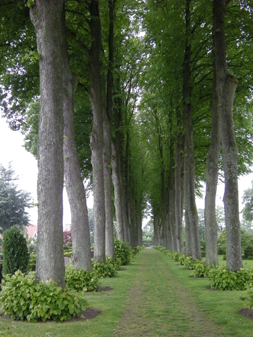 De aksefaste anlæg med overordnede linjer markeret af alléer er inspireret af barokken – som her på Assistens Kirkegård i Haderslev. Foto: Susanne Guldager