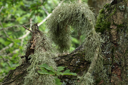 Vildt (nature). I naturskove, gamle skovbeplantninger og skovmoser er der ofte væltede, døende, knudrede og gamle træer. Her er der god mulighed for at opleve naturområder med et urørt, oprindeligt og vildt udtryk. Oplevelsen er meget følsom over for støj og forstyrrelser. Foto: Trine Plambech