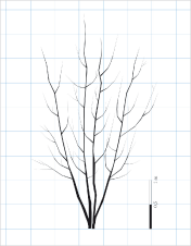 Flerstammet træ