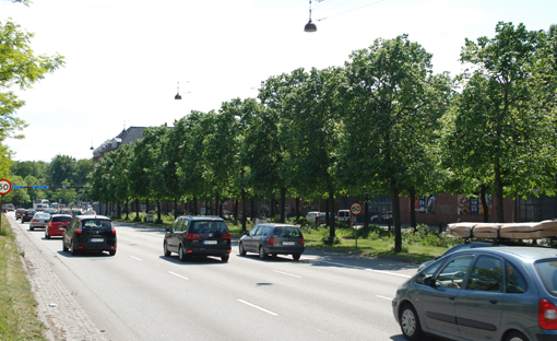 Lindetræet er det mest almindelige gade- og vejtræ. Det er særligt arterne Tilia cordata og Tilia × europaea (overvejende klonen ’Pallida’), der anvendes. Foto: Pernille Thomsen