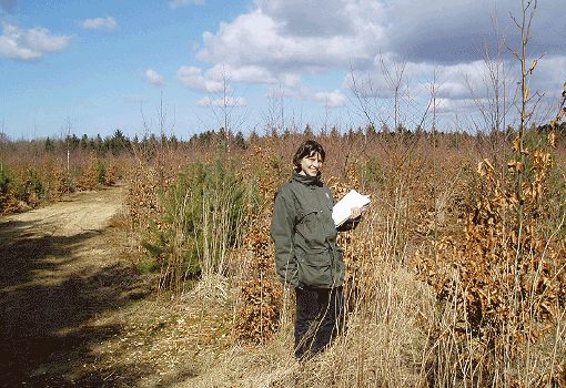 Naturstyrelsens kontrol af 7 år gammel skovrejsning. Foto: Kaj Jørgensen, Naturstyrelsen