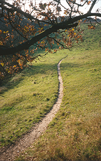 Naturbeskyttelseslovens adgangsregler sætter grænser for lodsejernes muligheder for at lukke eller nedlægge stier i det åbne land. Foto: Frank Søndergaard