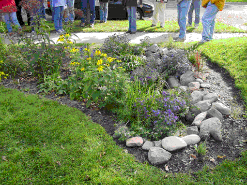 Et regnbed i Florida er udformet som et lavt sted tilplantet med stauder og vilde blomster. Foto: Theresa Watkins, UF/IFAS