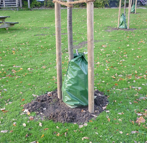 En enkelt vandingspose, fastgjort til træet med lynlås. Foto: Oliver Bühler