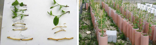 Figur 2. Venstre side: Billedet viser over- og underjordiske plantedele fra gærdesnerler: rhizomer (nederst), underjordiske klorofylløse skud og øverst de overjordiske plantedele. Billedet viser også, at en sønderdeling af et 10 cm rhizom i to halvdele i dette tilfælde medførte spiring af et ekstra skud, som så til gengæld var lidt mindre. Højre side: I dette delforsøg blev rhizomer (underjordiske udløbere) i forskellige længder fra gærdesnerlen plantet i forskellige dybder. Formålet var at undersøge rhizomernes følsomhed for sønderdeling og nedgravning ved jordbearbejdning, som f.eks. harvning.