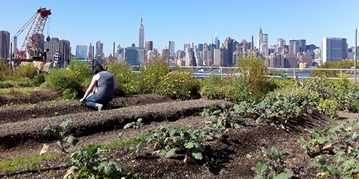 Dyrkningshave på toppen af en lagerbygning. Eagle Street Rooftop Farm, Brooklyn. Foto: Lotte Fjendbo Møller