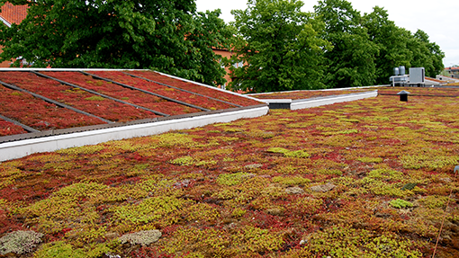 Ekstensivt tag, Augustenborg, Malmö. Lotte Fjendbo Møller