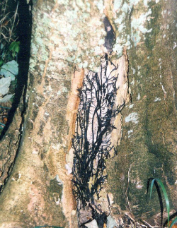 Figur 1. Rhizomorfer er bundter af hyfer, som vokser gennem jorden og søger efter nye levesteder. Her har de fundet et sår forneden på træet. Foto: Simon Skov