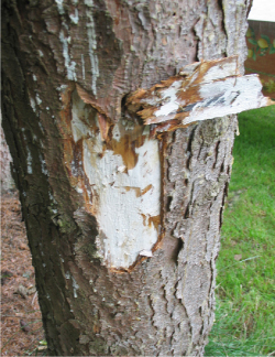 Figur 2. Hvide mycelfaner under barken på et dræbt træ afslører, at årsagen er honningsvamp, selvom der ikke er frugtlegemer. Foto: Iben M. Thomsen
