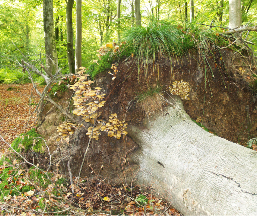 Figur 3. Væltet bøgetræ med store knipper af frugtlegemer af ægte honningsvamp (Armillaria mellea), hvis angreb i rødderne har medført nedsat stabilitet. Foto: Simon Skov