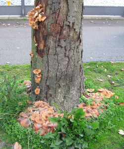 Figur 4. Honningsvamp på stammen og jorden omkring et stærkt angrebet rønnetræ, som formentlig dør, før det vælter. Foto: Lars Christensen