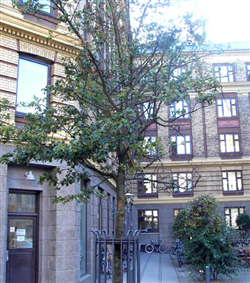 Figur 1. Glansbladet tjørn, Crataegus lavallei i Skydebanegade på Vesterbro i København. Det er 7 år siden, træerne er plantet. I 2007 begyndte træerne at udvise toptørre. Foto: Hans Peter Ravn.