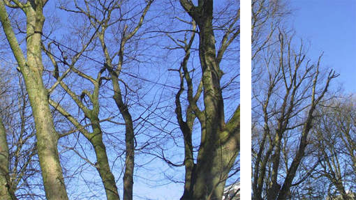 Figur 1. Dynamisk kronesikring i samspil med kronesbeskæring af en flerstammet Zelkova i LIFE’s have på Frederiksberg. Foto: Iben M. Thomsen