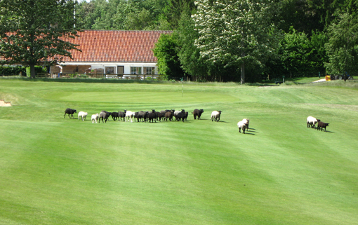 Hørsholm golfbane – får på fairway. Foto: Antoinne Challe