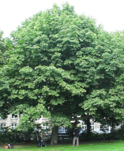Hestekastanie (Aesculus hippocastanum) med stort basalt sår på stammen samt skader på de højtliggende rødder. Ingen kronesymptomer. Se resultat af rådmåling længere nede. Foto: Iben M. Thomsen
