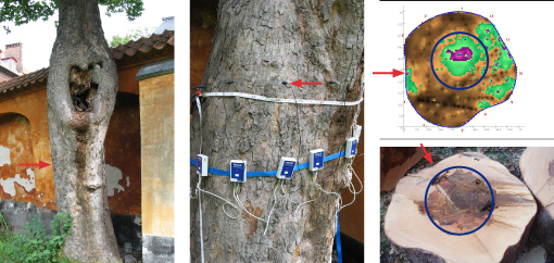 Ær (Acer pseudoplatanus) med stort sår på stamme, kronesymptomer i form af døde kviste og partier med dårlig bladfylde. Ingen frugtlegemer af vednedbrydende svampe. I bunden af sår føltes midten af stammen rådden, når der blev stukket i den. Rådmåling viste centralt råd, men også unormalt ved i den ene side af stammen ind mod muren til skolegård. Røde pile peger på det samme sted på stammens omkreds (målepunkt 4). Fotos: Iben M. Thomsen og Berik Land Nielsen; Grafik: Ole Sejr Jakobsen