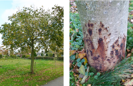 De gule blade og tynde krone er ikke kun et resultat af årstiden (oktober) men hænger også sammen med et formodet angreb af enten bakteriekræft (Pseudomonas syringae pv. aesculi) eller Phytophthora sp. Det er ikke muligt at fastslå den præcise årsag uden en laboratorieundersøgelse, men højst sandsynligt er der tale om hestekastanjebakteriekræft.