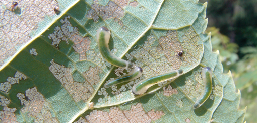 Figur 1. Lindebladhvepsens sneglelignende larver (10-12 mm) og deres karakteristiske skadebillede. Foto: Hans Peter Ravn