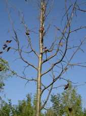 Figur 2. Afløvet kejserlind (Tilia x europaea ’Pallida’) i planteskole efter angreb af lindebladhveps. Billede fra august 2006. Foto: Ane Wille Lunde