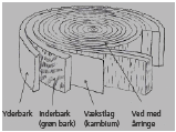 Træets vækstlag i stammen.