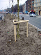 Tre-pæls opbinding i 80 cm's højde udført med galge og tre opbindingsstropper med mellemstykker. Fastholder effektivt stammen i den ønskede position.