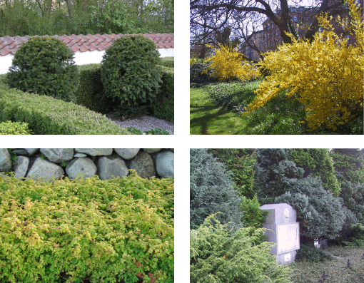 Fire typer buske, der er almindelige på kirkegårdene: formklippede, fritvoksende, bunddækkende og busketter. Fotos fra »Kvalitetsbeskrivelser for kirkegårde«