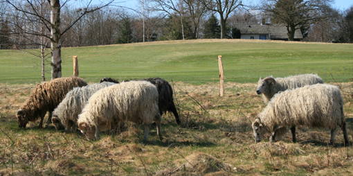 Lüneburger får græsser på golfbanen i Hornbæk. Foto: Anne Mette Dahl Jensen