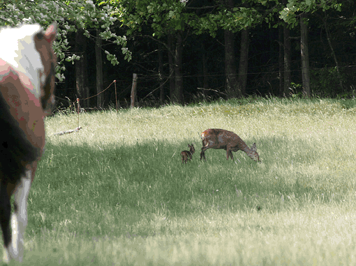 Hestehegn med kun en hest, der levner bunker af græs til råen og dens lam. Foto: Torben Lynge Madsen