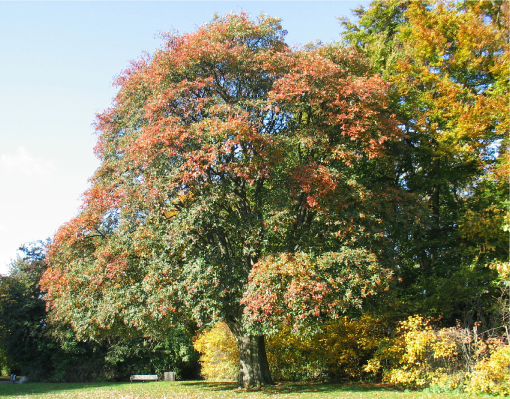 Seljerøn eller Bornholmsk røn (Sorbus intermedia) med smukke røde bær i sensommeren. Der er ingen særlige kronesymptomer bortset fra lidt generel tyndløvethed. Foto: Iben M. Thomsen