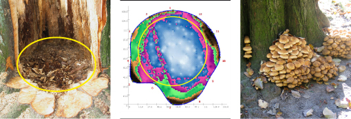 Hele vejen rundt om foden af træet står krumskællet skælhat (Pholiota squarrosa) tæt. Der er også frugtlegemer oppe i delingspunktet, hvor kronen starter. Træet har været angrebet i mindst 15 år, men i starten var der kun frugtlegemer på den ene side af træet. Træet var tydeligt hult ved banken på stammen, og den elektroniske rådmåling bekræftede dette. Ved fældning ses, at splinten er intakt og dermed også vandforsyningen til kronen, hvilket forklarer de sparsomme kronesymptomer. Rådmåling har overvurderet omfanget af centralt råd lidt (gul cirkel), idet hele splinten er sund. Fotos: Iben M. Thomsen; Rådmåling: Ole Sejr Jacobsen